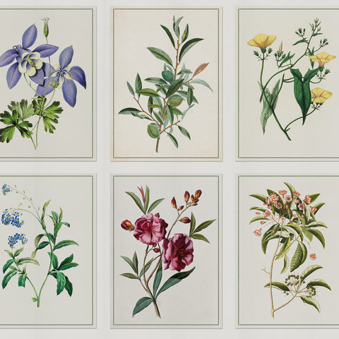 Carta da parati Tavole botaniche dettaglio