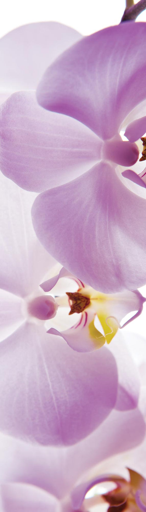Adesivo per Frigo Violet Garden