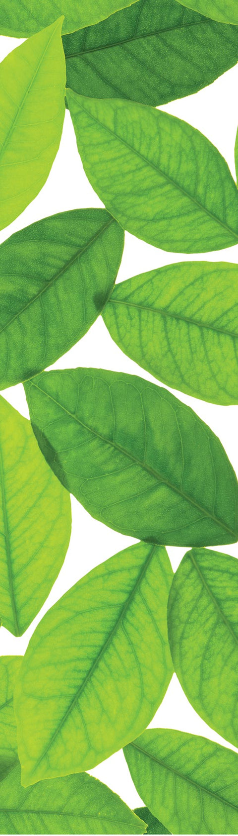 Adesivo per Frigo Foglie Verdi