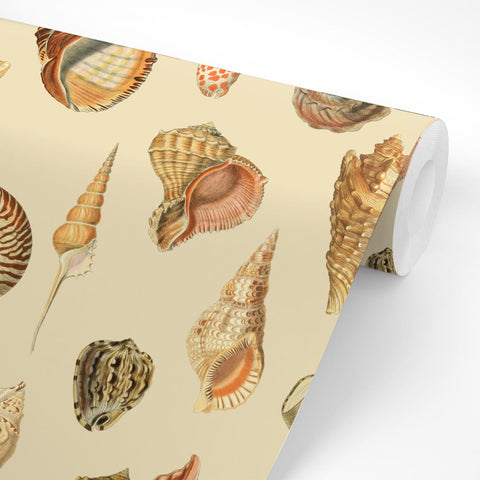 Shells light | Rotolo Carta da Parati