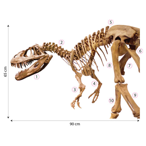 Puzzle Scheletro Dinosauro