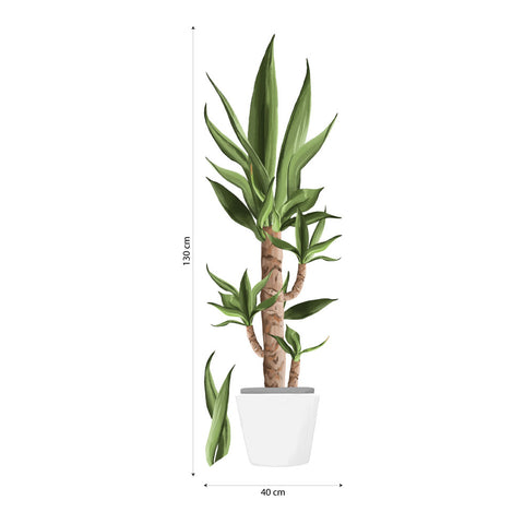 Yucca