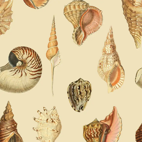 Shells light | Rotolo Carta da Parati